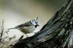 Val Roseg, inverno 2006, Nikon D200, 300mm F4 AFS