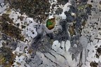 Meteorite Udei Station - Caduta nel 1927, Benue River, Nigeria, Africa. Siderite Octahedrite IAB con silicati. Massa totale recuperata 102.5 kg. - Foto/Collezione Chinellato Matteo. Particolare 50x45 mm