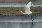 Airone Bianco
Torrile, Nikon D200, 300 mm f4 AFS + Tc 17 EII
Ciao,

                                                        Silvio