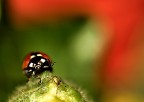 hihihi l'unica coccinella doppata me la sono presa io... impossibile da fotografare, se non in questa posizione assurdissima!!!!!!!