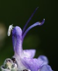 Non spendo che razza di insetto sia non ho saputo dare un nome diverso dal fiore di rosmarino. 
L'accoppiata Hoya 4x + Raynox dcr250.
Critiche e consigli sempre ben accetti.