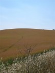 Una foto fatta in Giugno 2006, durante un week-end in Toscana.
Campagne indimenticabili.
Tenete presente che uso una Nikon coolpix 4300 e non sono un esperto...