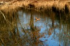 s che nn  un buon taglio con il germano in quella posizione ma poi  volato via. Ho solo 2 scatti e nn mi va di croppare troppo,  in fondo mi piacciono i riflessi ed il colore del lago. O no?