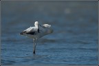 Laguna di Orbetello
Sabato 10 marzo.

Non sembra disegnato dalla Disney? (per la posa da cartone animato, intendo)