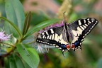 farfalla appena nata mentre si asciuga le ali. Oasi WWF di Burano - Capalbio