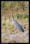 Canon EOS 50E, f5,6, Sigma 400 APO MACRO, Provia 100F. 
Scansione da dia, no crop. 
Animale libero, fatta dall'auto.