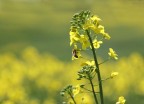 Fiore di colza nella campagna romana - Dentro il GRA