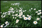 Le bellissime margherite del mio giardino, commenti e critiche sono sempre utili!.

Leo