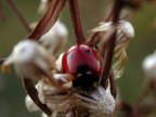 Una piccola coccinella abbarbicata su di un fiore...