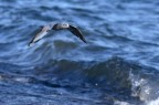 gabbiano in volo in una vantosa mattina sul lago di bracciano
commenti sempre graditi