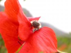 Poppies and bug

NIKON COOLPIX 4500