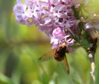 Oasi WWF di Burano - Capalbio 
Sull'albero delle farfalle (Buddleja davidii) c'era lei.