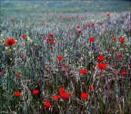 il mio primo maggio