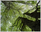 foto scattata sul Monte Alfeo in Val D'aveto.(appennino ligure)