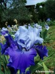 Iris bicolore: blu e celeste.