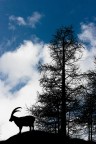 Trekking Foto-Naturalistico al Parco Nazionale del Gran Paradiso