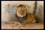 Un leone nel parco zoologico di Tozeur nel sud della Tunisia.
