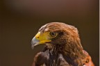 primo piano di questo bellissimo rapace
centro rapaci trevignano