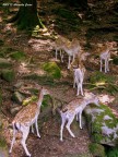 Splendidi "bambi" riuniti nel bosco