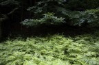 Parco delle Foreste Casentinesi, presso la Lama