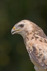 dal centro rapaci di trevignano
la livrea  chiara ma  solo una variante chiara del nostro rapace