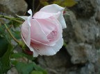 una rosa molto bella,nata ai bordi di una strada.