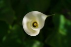 piccola calla