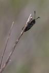 180mm iso200 f13 1/160sec 
Commenti, critiche ma soprattutto suggerimenti sono graditissimi ;-)

Foto scattata ieri mattina al raduno Nonsolofoto Umbria, colgo l'occasione per salutare tutti gli amici simpaticissimi che hanno partecipato  ..ciaooo alla prossima