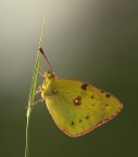 Colias crocea