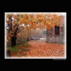 colori d'autunno

pentax optio 550