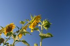 Ho scattato questa immagine da una posizione un po' diversa dal solito a questi girasoli per cercare di dare il senso della voglia di crescere verso il cielo.
ho usato il polarizzatore per accentuare il contrasto con il cielo