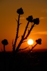 dal deserto di casa nostra..