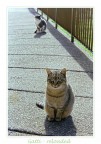Ripropongo i gatti analogici sottoposti al nuovo processo di scansione tramite canon A710 IS.
http://www.photo4u.it/viewcomment.php?pic_id=138824