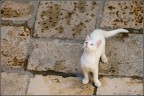 Gattino bianco con occhi bicolori intento ad osservare con attenzione le mosse dei piccioni!
Dubrovnick, luglio 2007