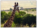 Giraffa nel Masai Mara, Kenya