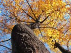 albero dagli splendidi colori autunnali fotografato dal basso verso l'alto