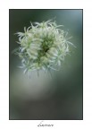 Fiore che appartiene alla famiglia Apiaceae...  un ottima dimora per quel ragnetto. 
Commenti e info sempre ben accetti.
 1/160 F2.8 mano libera iso 100