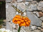 Una farfalla succhia il nettare - isola di Hvar