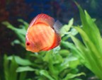 Discus Gold Ghost
