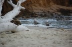 eravamo verso sera e degli uccelli, vedendo la spiaggia libera dei turisti son passati a farsi una passeggiata