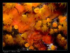 Una macro di alcuni esemplari di margherite di mare, creature abbastanza comuni che colonizzano le rocce sommerse, si trovano sopratutto megli anfratti e all'imboccatura delle grotte sommerse.

Pareri, commenti e critiche sempre ben accetti.

Grazie
    Andrea