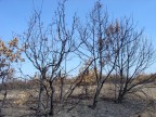 Grande dolore per l'incendio di 400 ettari di bosco