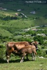 Mucche al pascolo ai margini del Parco Nazionale d'Abruzzo.
Naturalmente, commenti e critiche sono sempre bene accetti.