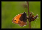 .... della serie ho scoperto cosa si prova quando ti accorgi di aver fatto i primi 40 scatti a 800 ISO...... salvando il salvabile.
Ma po..ca pupazza....