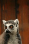 Lemur catta, Madagascar 2007........magari!!!