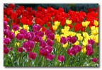 tulipani colorati
D70 + 80-200
aprile 2005