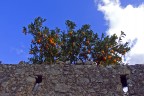 Un muro incontrato camminando per un antico sentiero. Alzo gli occhi e le arance, rosse, rubano la bellezza ad una nube mattutina.
Abbazia di Pattano (Sa)