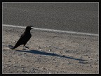 in mezzo alla death valley, ho incontrato questo maledetto che stava uccidendo un uccello cucciolo. ho lasciato fare nonostante le insistenze di mia moglie.
per maledetto tu sia....