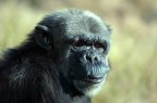 Bioparco di Roma, 31/12/2007, Pippo, Chimpanze di 22 anni. L'uomo ha il 98.4% di DNA in comune con lui, e si vede.