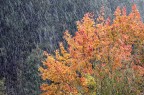 Le precoci nevicate dell'autunno scorso sugli alberi del p.n. delle foreste casentinesi, hanno creato scorsi di paesaggio inconsueti